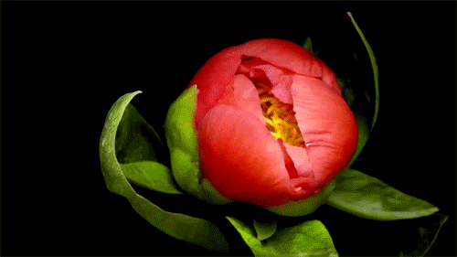 Nếu chưa biết hoa xương rồng nở kỳ diệu như thế nào thì những hình ảnh này sẽ giúp bạn mở rộng tầm mắt - Ảnh 13.