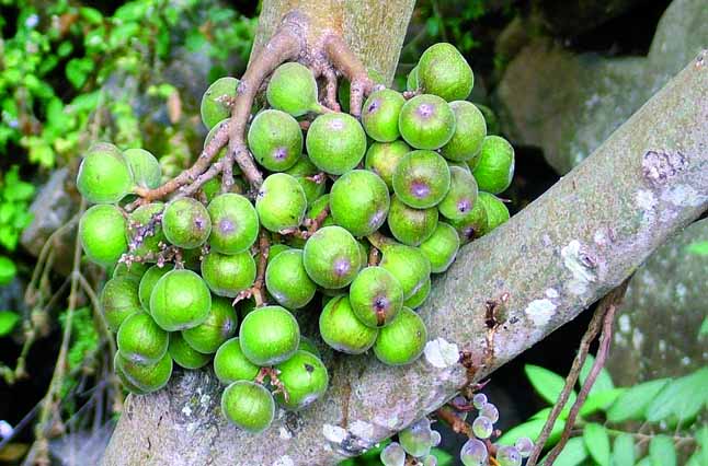 Nếu bạn vẫn thắc mắc hoa Ưu đàm có ý nghĩa gì thì đây sẽ là câu trả lời cho bạn - Ảnh 4.