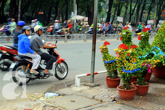 Dưa hấu, quất cảnh hình gà rực rỡ đổ bộ xuống phố Tết Sài Gòn - Ảnh 4.