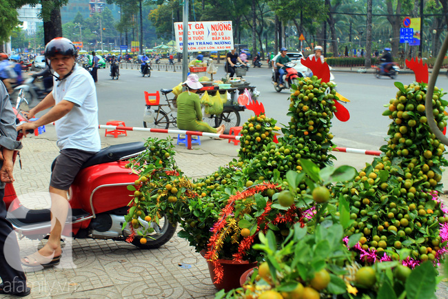 Dưa hấu, quất cảnh hình gà rực rỡ đổ bộ xuống phố Tết Sài Gòn - Ảnh 6.