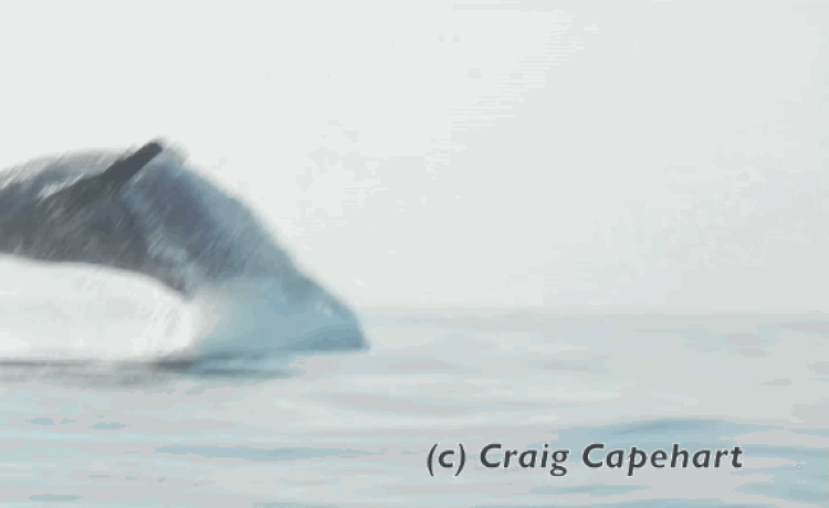 Cảnh tượng chưa từng thấy: Con cá voi lưng gù nặng 40 tấn phi thân khỏi mặt nước - Ảnh 1.