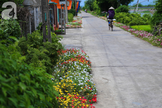 Đẹp ngỡ ngàng những con đường làng rực rỡ màu hoa - Ảnh 21.