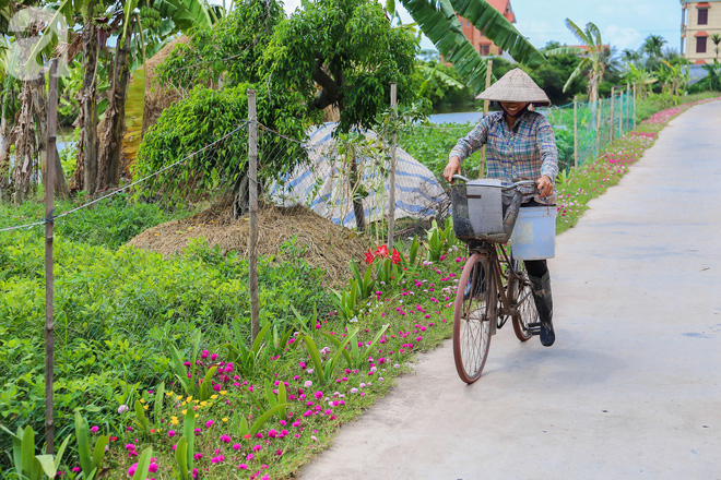 Đẹp ngỡ ngàng những con đường làng rực rỡ màu hoa - Ảnh 11.