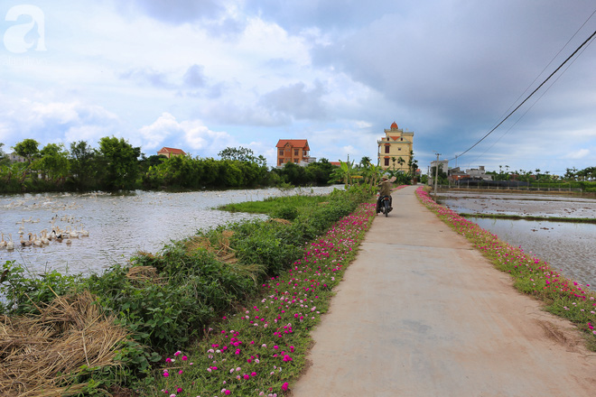 Đẹp ngỡ ngàng những con đường làng rực rỡ màu hoa - Ảnh 10.