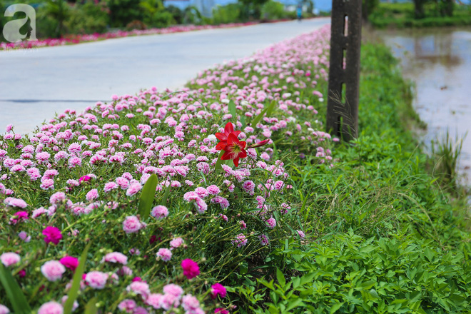 Đẹp ngỡ ngàng những con đường làng rực rỡ màu hoa - Ảnh 2.
