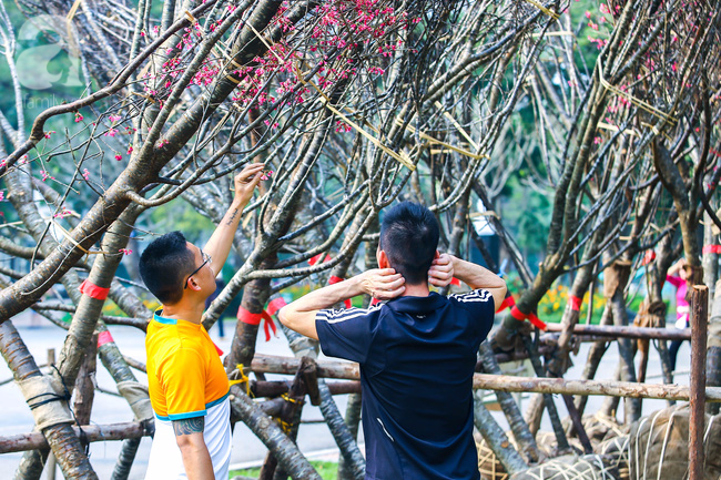 Cận cảnh những cành hoa anh đào đầu tiên về tới Hà Nội chuẩn bị cho Lễ hội hoa anh đào 10/3 - Ảnh 11.