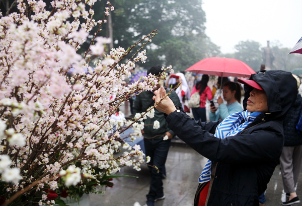 Người dân Thủ đô đội mưa lạnh đi ngắm hoa anh đào tại lễ hội - Ảnh 8.