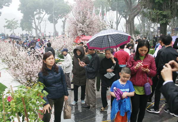 Người dân Thủ đô đội mưa lạnh đi ngắm hoa anh đào tại lễ hội - Ảnh 9.