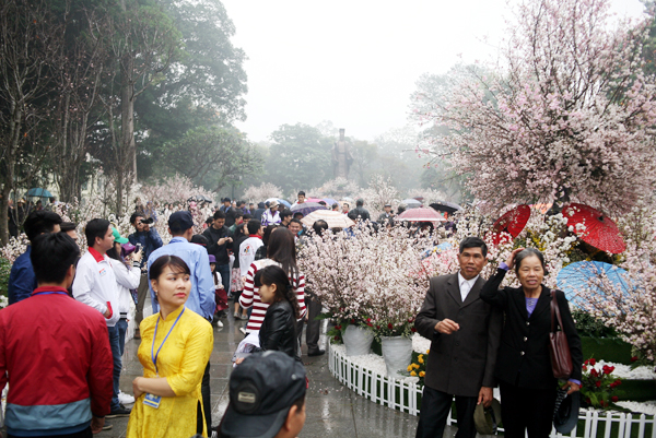 Người dân Thủ đô đội mưa lạnh đi ngắm hoa anh đào tại lễ hội - Ảnh 16.