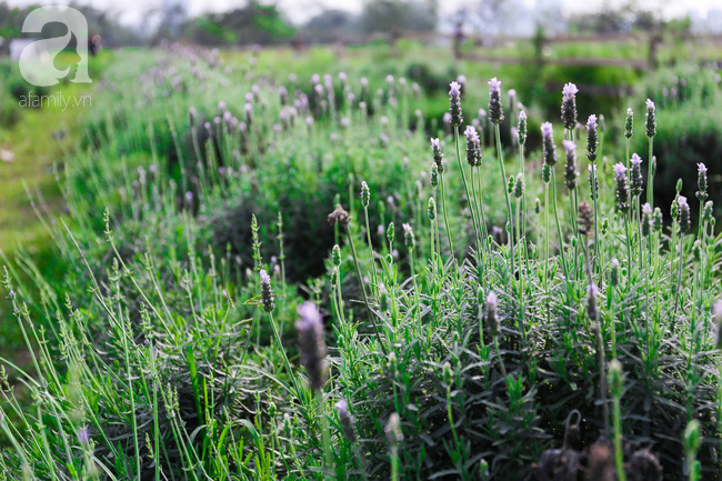 Không cần đi Tây, ở ngay Hà Nội cũng có vườn lavender tím rực khiến chị em ngất ngây - Ảnh 13.