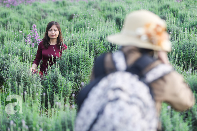 Không cần đi Tây, ở ngay Hà Nội cũng có vườn lavender tím rực khiến chị em ngất ngây - Ảnh 10.