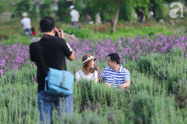 Không cần đi Tây, ở ngay Hà Nội cũng có vườn lavender tím rực khiến chị em ngất ngây - Ảnh 7.