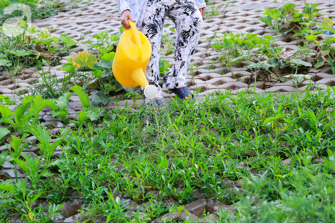 Người Hà Nội độc đáo trồng rau trong hốc bêtông trên mặt taluy dọc đường. - Ảnh 2.