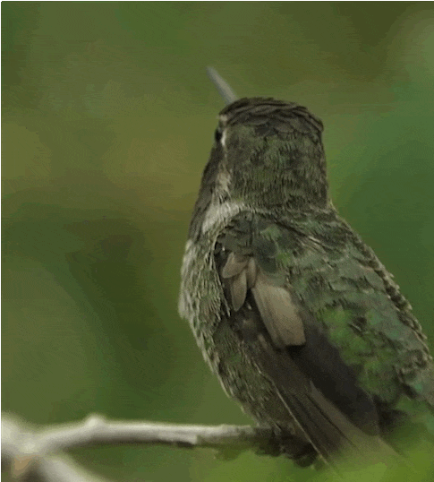Loài chim có khả năng kỳ diệu: Lắc đầu một cái là màu lông thay đổi - Ảnh 3.