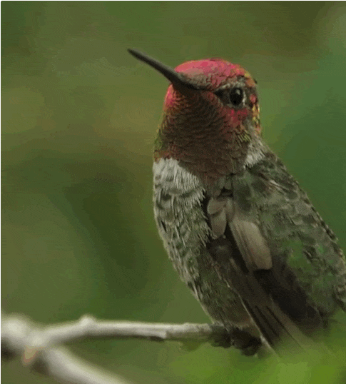 Loài chim có khả năng kỳ diệu: Lắc đầu một cái là màu lông thay đổi - Ảnh 4.