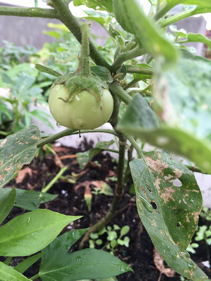 6 loại rau củ không thể thiếu cho vụ xuân hè mà bạn không nên bỏ lỡ ở khu vườn của mình - Ảnh 1. 6 loại rau củ không thể thiếu cho vụ xuân hè mà bạn không nên bỏ lỡ ở khu vườn của mình - Ảnh 1.