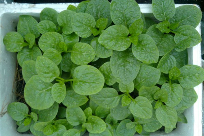 6 loại rau củ không thể thiếu cho vụ xuân hè mà bạn không nên bỏ lỡ ở khu vườn của mình - Ảnh 3. 6 loại rau củ không thể thiếu cho vụ xuân hè mà bạn không nên bỏ lỡ ở khu vườn của mình - Ảnh 3.