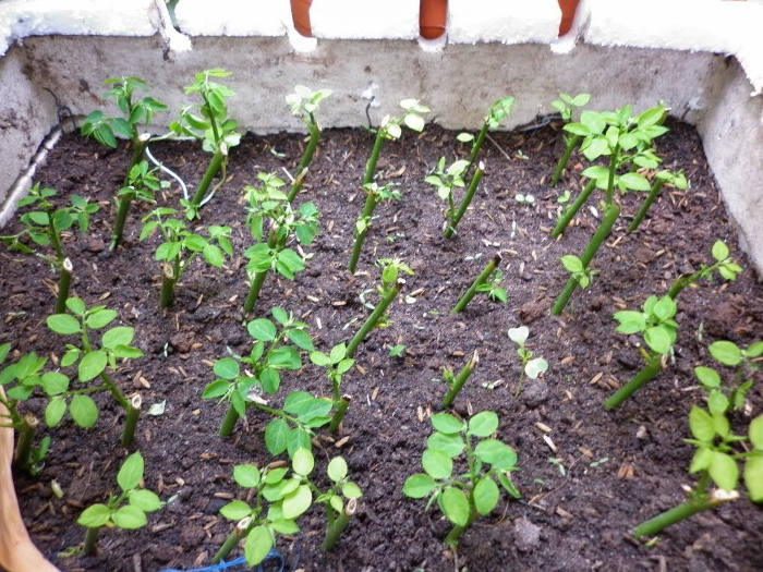 6 loại rau củ không thể thiếu cho vụ xuân hè mà bạn không nên bỏ lỡ ở khu vườn của mình - Ảnh 4. 6 loại rau củ không thể thiếu cho vụ xuân hè mà bạn không nên bỏ lỡ ở khu vườn của mình - Ảnh 4.