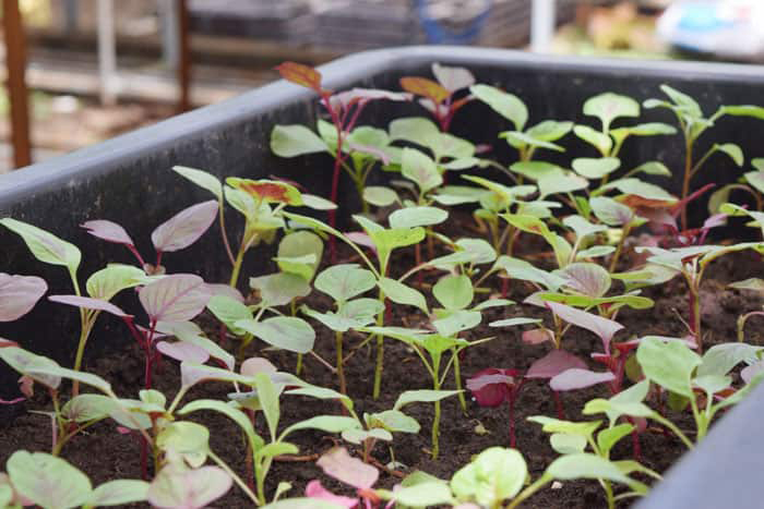 6 loại rau củ không thể thiếu cho vụ xuân hè mà bạn không nên bỏ lỡ ở khu vườn của mình - Ảnh 7. 6 loại rau củ không thể thiếu cho vụ xuân hè mà bạn không nên bỏ lỡ ở khu vườn của mình - Ảnh 7.