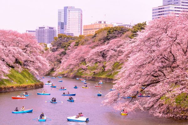 Cảnh đẹp tựa thiên đường ở Nhật Bản vào mùa hoa anh đào nở - Ảnh 6.