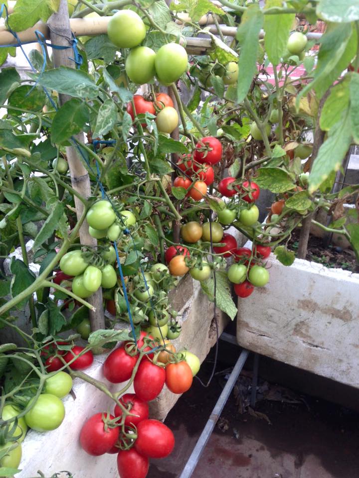“Đã mắt” khi ngắm giàn cà chua đếm mãi không hết quả trên ban công ở Đông Anh, Hà Nội - Ảnh 6.