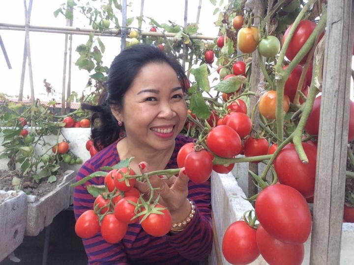 “Đã mắt” khi ngắm giàn cà chua đếm mãi không hết quả trên ban công ở Đông Anh, Hà Nội - Ảnh 1.