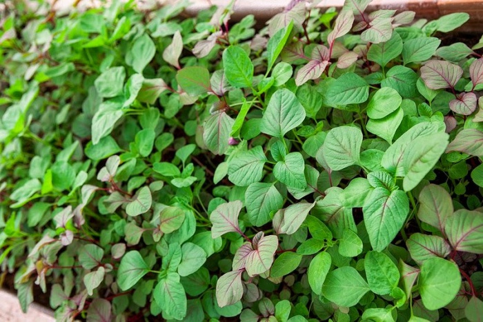 4 mẹo siêu hay khi trồng rau đay, rau dền để cả hè không lo thiếu rau ăn - Ảnh 3. 4 mẹo siêu hay khi trồng rau đay, rau dền để cả hè không lo thiếu rau ăn - Ảnh 3.