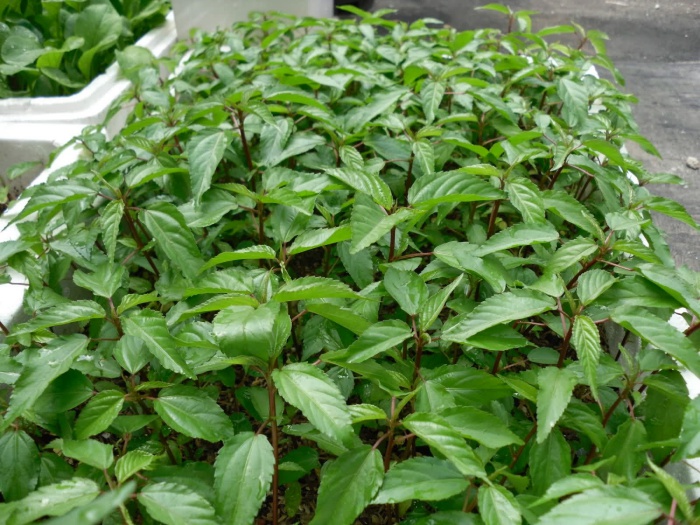 4 mẹo siêu hay khi trồng rau đay, rau dền để cả hè không lo thiếu rau ăn - Ảnh 4. 4 mẹo siêu hay khi trồng rau đay, rau dền để cả hè không lo thiếu rau ăn - Ảnh 4.