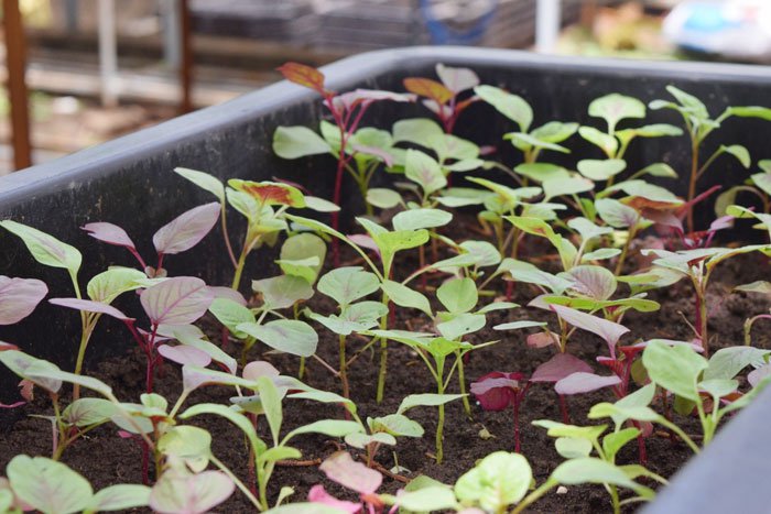 4 mẹo siêu hay khi trồng rau đay, rau dền để cả hè không lo thiếu rau ăn - Ảnh 7. 4 mẹo siêu hay khi trồng rau đay, rau dền để cả hè không lo thiếu rau ăn - Ảnh 7.