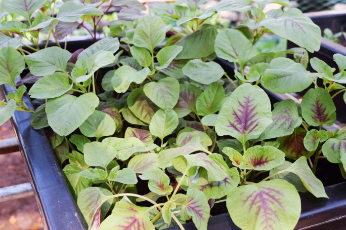 4 mẹo siêu hay khi trồng rau đay, rau dền để cả hè không lo thiếu rau ăn - Ảnh 8. 4 mẹo siêu hay khi trồng rau đay, rau dền để cả hè không lo thiếu rau ăn - Ảnh 8.