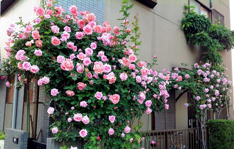 Top 10 giống hoa hồng leo cực đẹp trồng quanh nhà!
