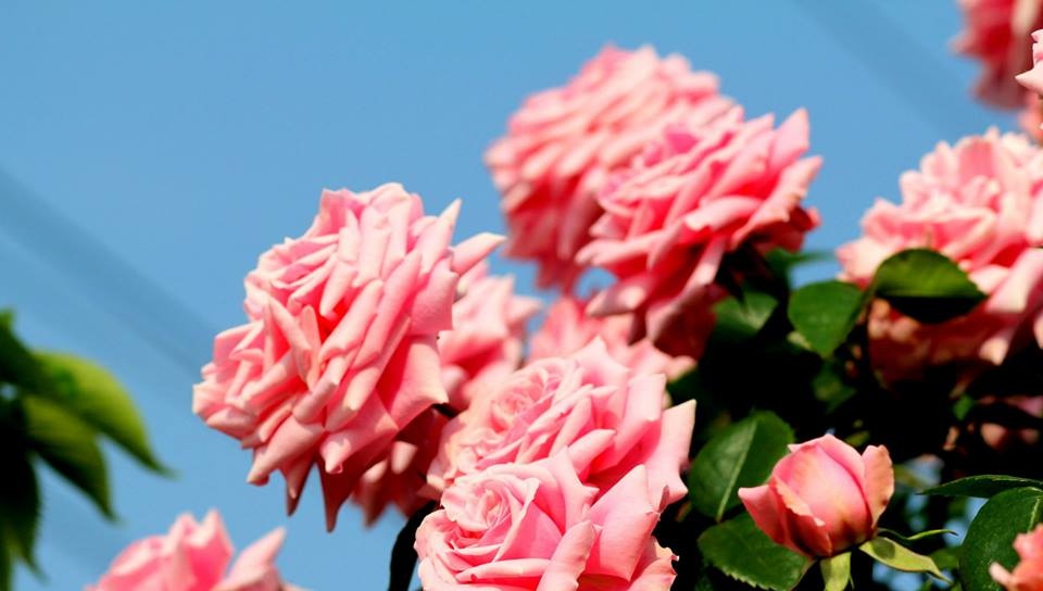 Khu vườn hoa hồng đẹp như cổ tích trên sân thượng của cô sinh viên trẻ - Ảnh 16.