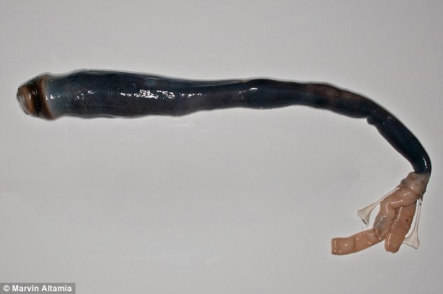 Phát hiện loài giun khủng dài ngoằng đến 1,5m kỳ dị nhất thế giới - Ảnh 3.