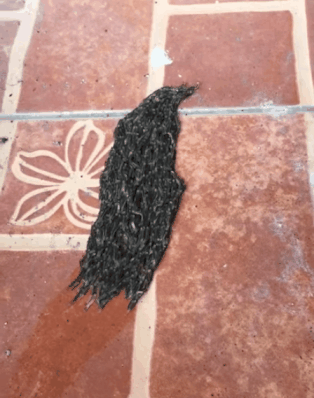 Sinh vật lạ màu đen lúc nhúc di chuyển trên sàn nhà, lại gần mới phát hiện sự thật sởn tóc gáy - Ảnh 3.