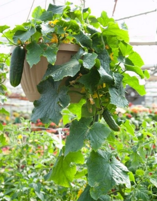 6 loại rau củ quả bạn có thể trồng trong giỏ mà vẫn sai quả, tươi tốt - Ảnh 1.