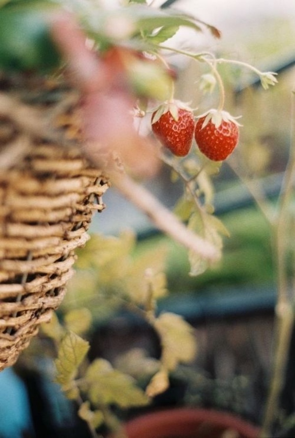 6 loại rau củ quả bạn có thể trồng trong giỏ mà vẫn sai quả, tươi tốt - Ảnh 2.