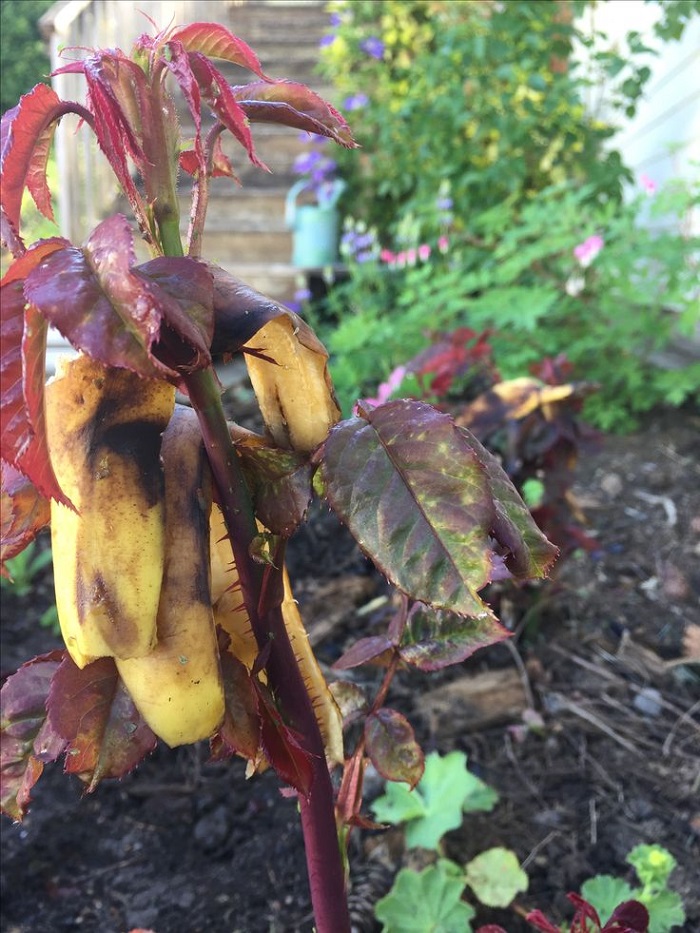  Với 9 c&aacute;ch l&agrave;m cực đơn giản, vỏ chuối sẽ trở th&agrave;nh thần dược cho khu vườn nh&agrave; bạn  - Ảnh 6.