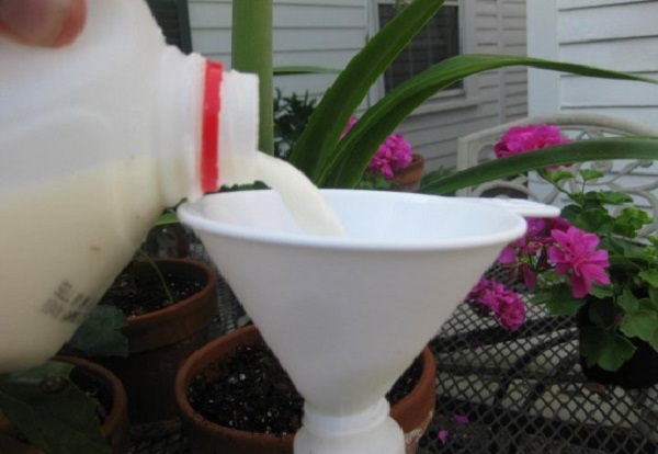 Sữa không chỉ dùng để uống, 8 bất ngờ do sữa mang lại trong việc làm vườn không phải ai cũng biết - Ảnh 8.