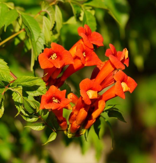 Điểm danh 11 loại cây hoa leo trang trí nhà thêm rực rỡ dù trồng trong chậu - Ảnh 6.