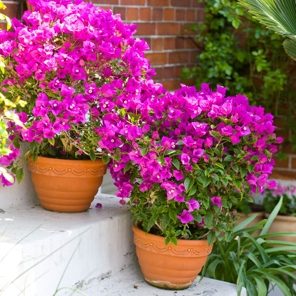Điểm danh 11 loại cây hoa leo trang trí nhà thêm rực rỡ dù trồng trong chậu - Ảnh 7.
