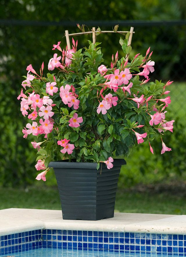 Điểm danh 11 loại cây hoa leo trang trí nhà thêm rực rỡ dù trồng trong chậu - Ảnh 11.