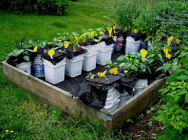 Công việc làm vườn, trồng rau sẽ vô cùng nhàn nhã nếu biết 10 cách tự tưới nước cho cây sau đây - Ảnh 5.