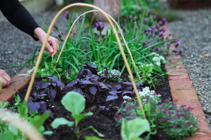 5 bước cơ bản bạn cần biết nếu muốn trồng một khu vườn rau quả xanh tươi,  đẹp mắt
