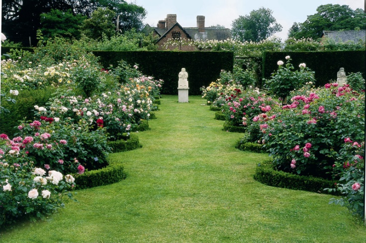 Khu vườn hoa hồng đẹp hơn cả cổ tích của người đàn ông được phong ...
