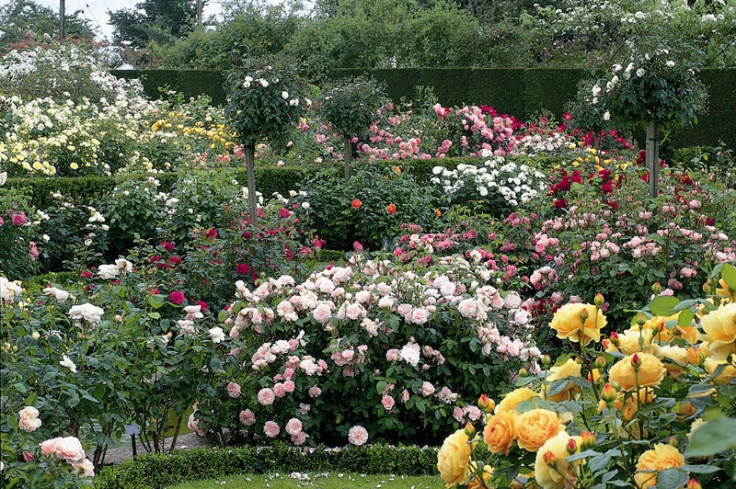 Khu vườn hoa hồng đẹp hơn cổ tích của người đàn ông được phong danh là Vĩ nhân hoa hồng của thế giới - Ảnh 6.