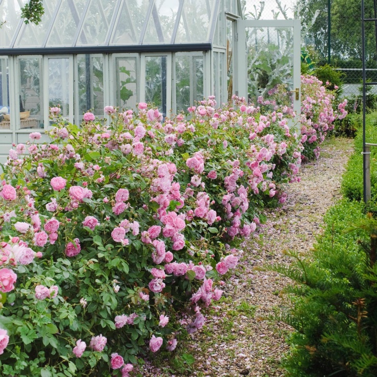 Khu vườn hoa hồng đẹp hơn cổ tích của người đàn ông được phong danh là Vĩ nhân hoa hồng của thế giới - Ảnh 12.