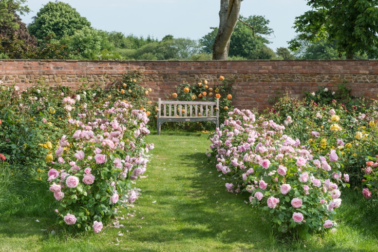 Khu vườn hoa hồng đẹp hơn cả cổ tích của người đàn ông được phong ...