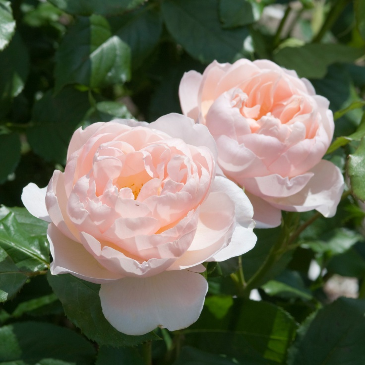 Khu vườn hoa hồng đang trở thành một điểm đến yêu thích của những người yêu thích hoa. Với hàng trăm loại hoa hồng khác nhau, khu vườn hoa hồng sẽ mang đến cho bạn một trải nghiệm đầy màu sắc và thơm ngát. Hãy xem hình ảnh để đắm mình trong sắc hoa đẹp mê hồn.