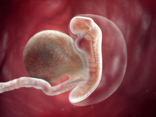 Tận mắt chứng kiến sự phát triển kì diệu của thai nhi trong 3 tháng đầu tiên của thai kì - Ảnh 3.