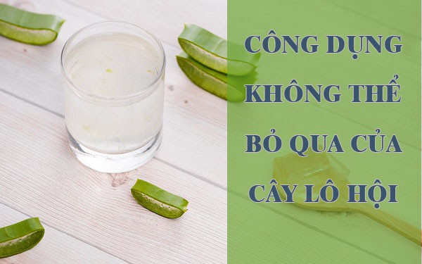 Đây là 7 công dụng của lô hội được các nhà nghiên cứu thừa nhận, từ bảo vệ da, tóc đến ngừa bệnh tiểu đường - Ảnh 1.